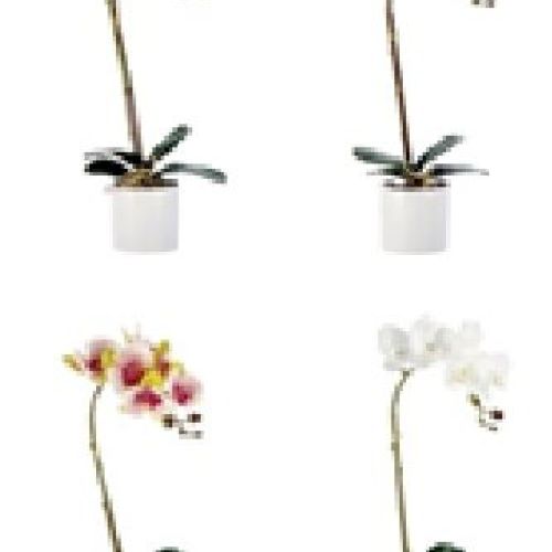 77169 vaso orchidea h49 <br/> Fiori Finti e Piante Finte
