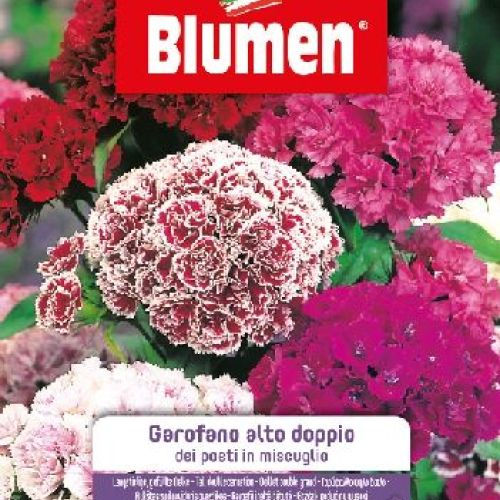 Blumen giardino fiori Garofano dei poeti alto doppio mix <br/> Semi da Fiore