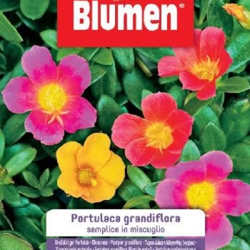 Blumen giardino fiori Portulaca grandiflora semplice mix <br/> Semi da Fiore