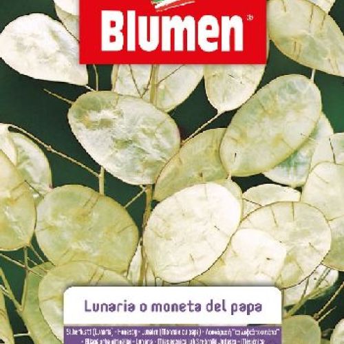 Blumen giardino fiori Lunaria o moneta del papa <br/> Semi da Fiore