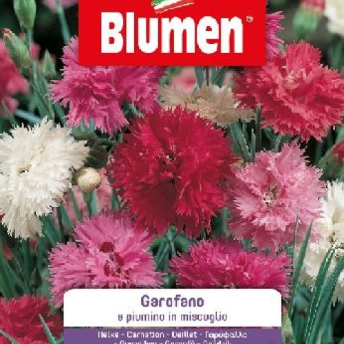 Blumen giardino fiori Garofano a piumino mix <br/> Semi da Fiore