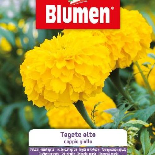 Blumen giardino fiori Tagete alto doppio giallo <br/> Semi da Fiore