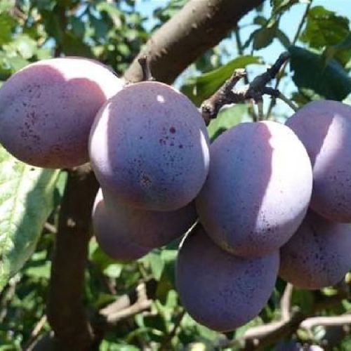 Susino Nano Prunus Domestica v24 <br/> Piante e Alberi da Frutto