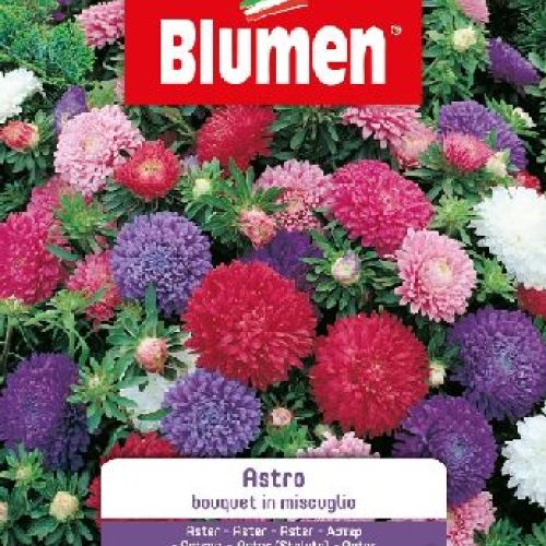 Blumen giardino fiori Astro bouquet mix <br/> Semi da Fiore