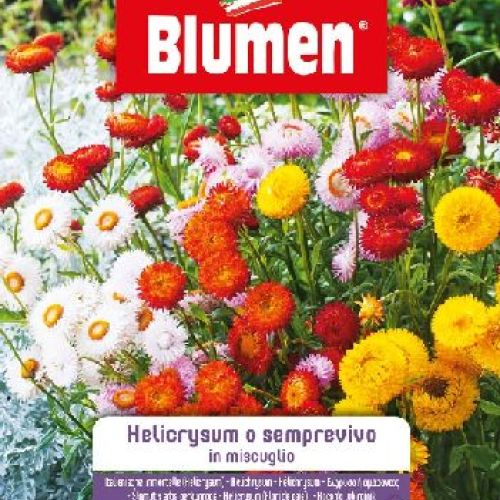 Blumen giardino fiori Helichrysum o semprevivo mix <br/> Semi da Fiore
