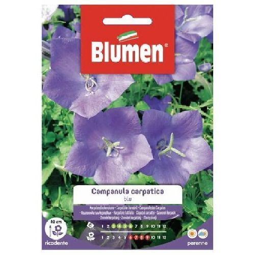 Blumen giardino fiori Campanula carpatica blu <br/> Semi da Fiore