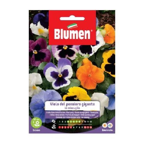 Blumen giardino fiori Viola del pensiero gigante mix <br/> Semi da Fiore