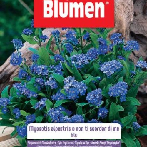 Blumen giardino fiori Myosotis alpestris blu <br/> Semi da Fiore