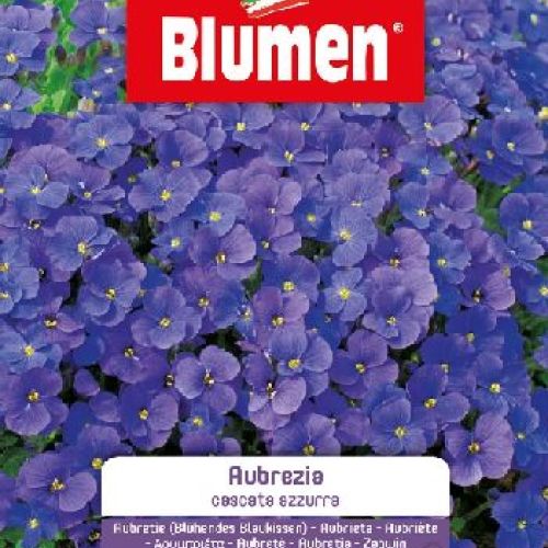 Blumen giardino fiori Aubrezia cascata azzurra <br/> Semi da Fiore