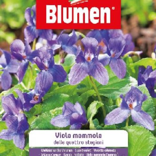Blumen giardino fiori Viola mammola 4 stagioni <br/> Semi da Fiore