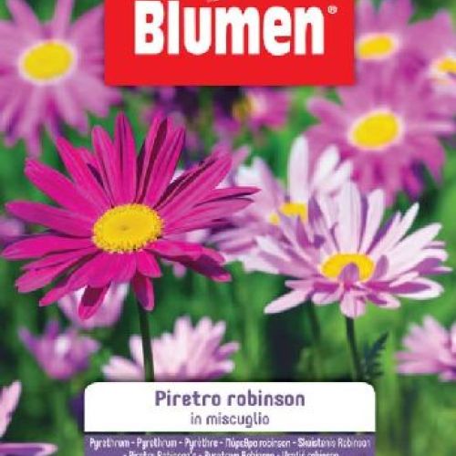 Blumen giardino fiori Piretro Robinson in mix <br/> Semi da Fiore